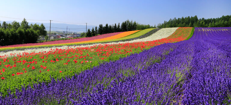 Surga Lavender yang Menakjubkan di Hokkaido Jepang