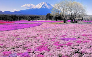 Taman Hitachi Seaside Jepang Keindahan Alam yang Menakjubkan