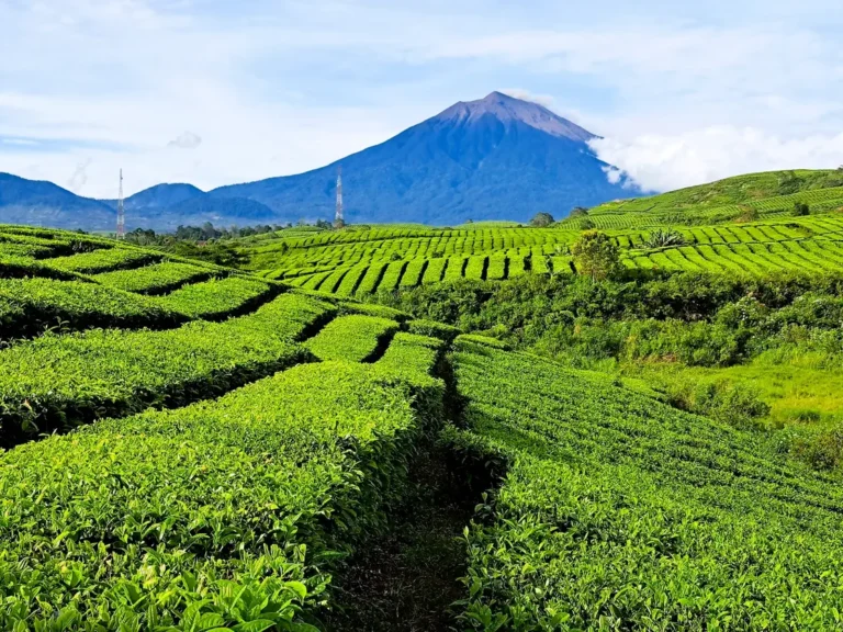 Rekomendasi Wisata Alam Kayu Aro di Jambi Yang Memukau