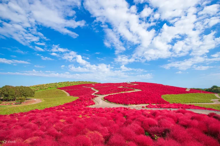 Taman Hitachi Seaside Jepang Keindahan Alam yang Menakjubkan dengan Hamparan Bunga Sepanjang Musim