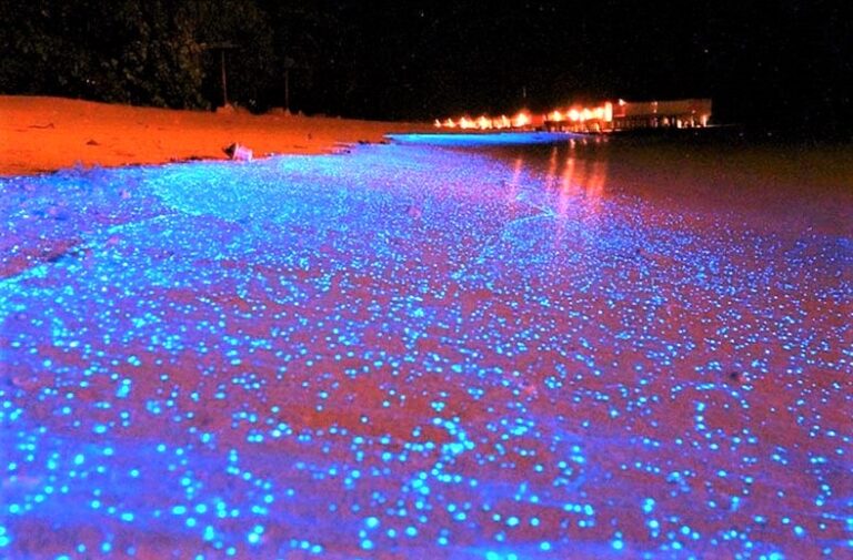 Menjelajahi Pulau Vaadhoo Cahaya Ajaib Malam di Maladewa yang Memukau Dunia