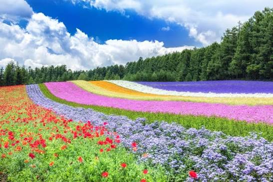 Surga Lavender yang Menakjubkan di Hokkaido, Jepang Hamparan Ungu yang Memikat Hati Wisatawan