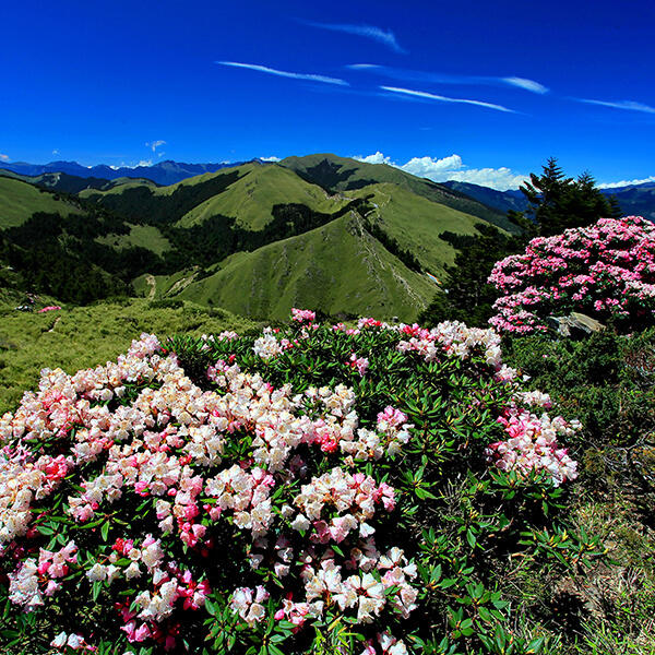 Wisata Pegunungan di Taiwan Menikmati Pesona Alam dari Ketinggian